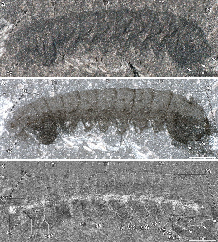 Três vistas do fóssil de Mollisonia Symmetrica.