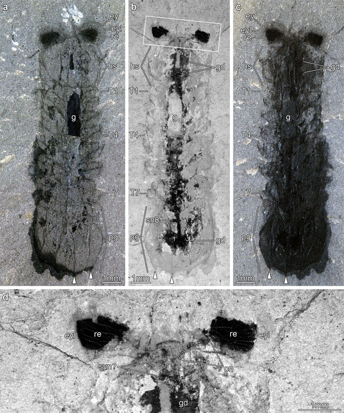 Top-down views Of M. Symmetrica fossil.