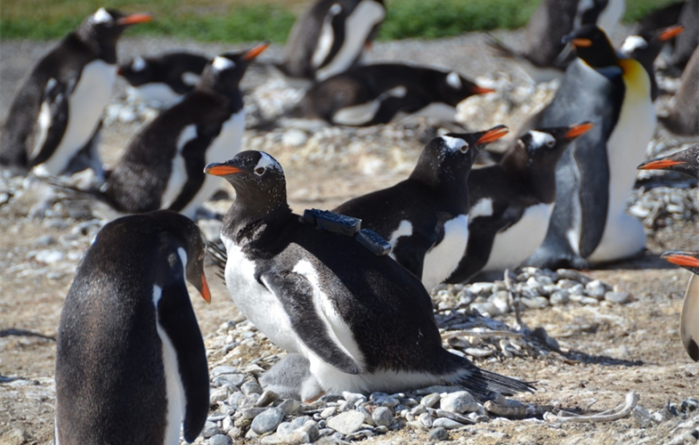 The gentoo penguin with the "PenguinCam". (Sabrina Harris)