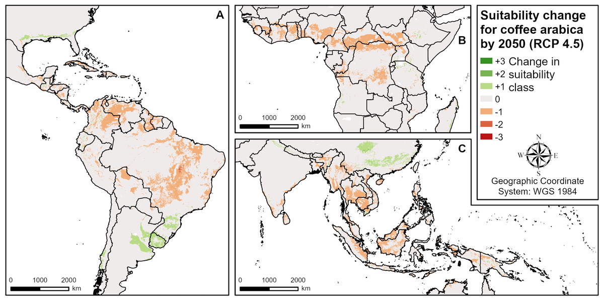 Predicted distribution of coffee growing land under moderate climate change shows clearly reduced areas