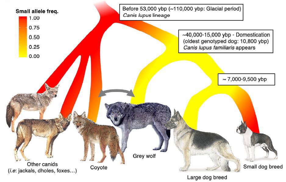 Diagram showing genetic relationship of small allele between canid species