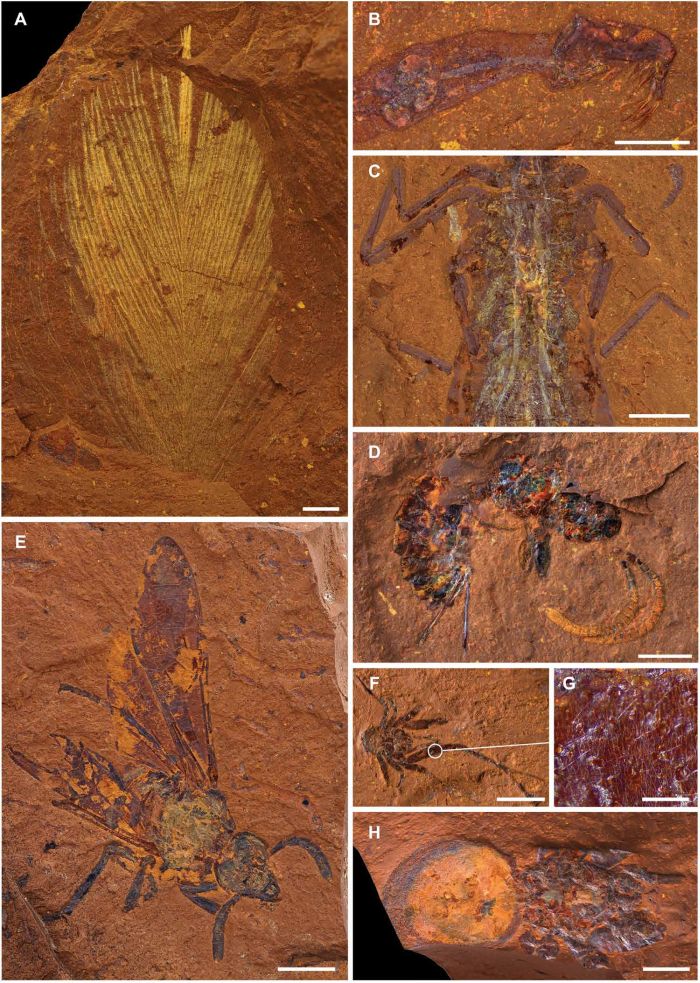 Mind-Blowing New Fossil Site Found in The ‘Dead’ Heart of Australia