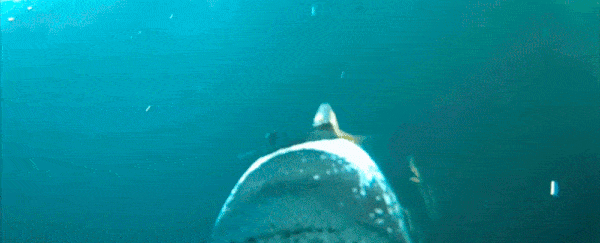 Dive into a writhing swarm of sardines with this astounding penguin footage