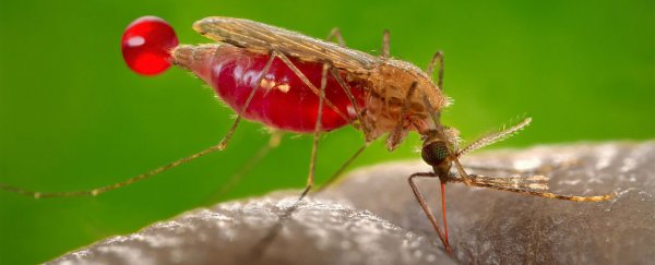 Here's How The Sound of Mosquitoes' Mating Rituals Could Help Us Control Malaria