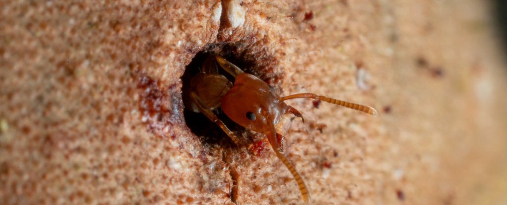 These Ants Can 'Heal' Wounded Trees in a Fascinating Symbiotic Relationship