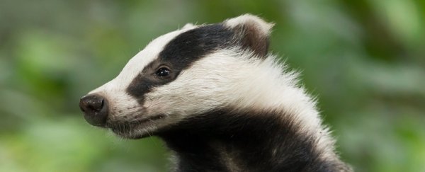A hungry badger discovered a Roman-era treasure trove, archaeologists say
