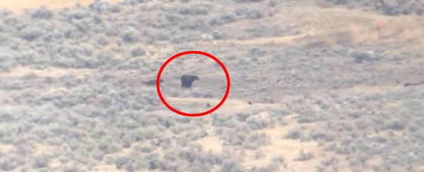 Startling video from Yellowstone shows freeloading grizzly steal prey from wolves