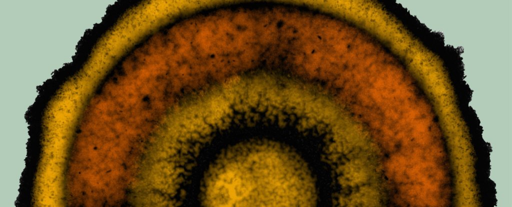 Scientists Spot Eerily Sophisticated Patterns in 'Simple' Bacteria Colonies