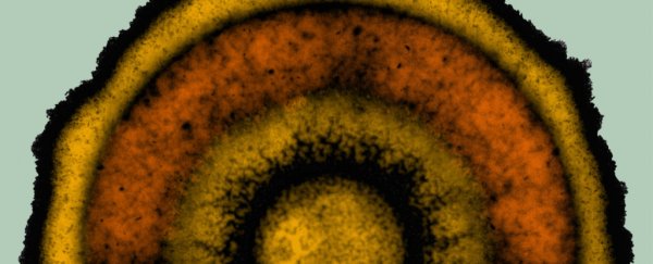 Scientists spot eerily sophisticated patterns in 'simple' bacteria colonies