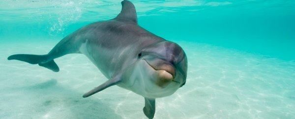 The dolphin clitoris is full of surprises, scientists discover