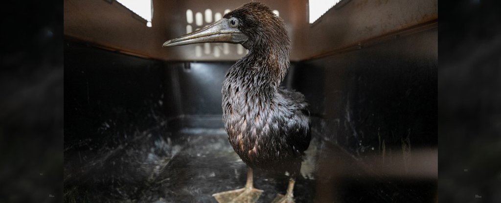 Vets Race to Save Endangered Birds Caught in Oil Spill Off The Coast of Peru