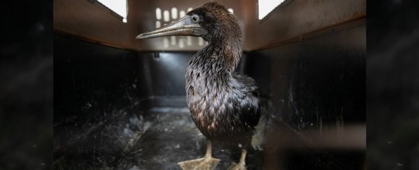 Vets race to save endangered birds caught in oil spill off the coast of Peru