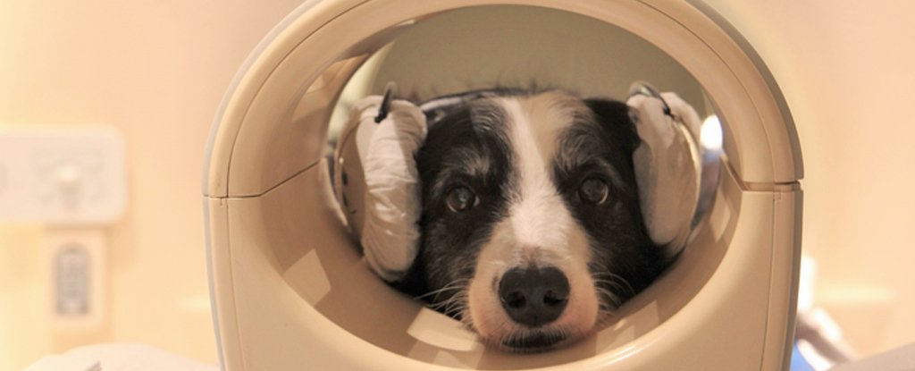 Dogs Can Differentiate Between Familiar And Foreign Human Languages, Brain Scans Reveal