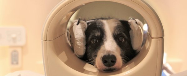 Dogs can differentiate between familiar and foreign human languages, brain scans reveal