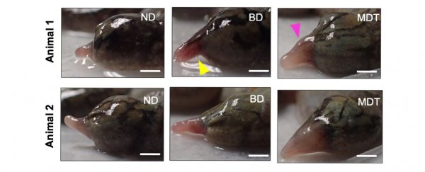 New treatment helps frogs regenerate limbs with functioning nerves in just 18 months
