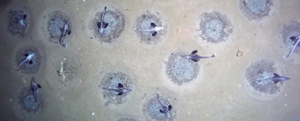 60 million fish nests in Antarctica found in single largest breeding colony to date
