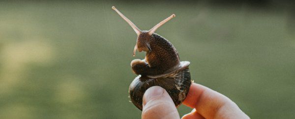 The 6th mass extinction really has begun, scientists warn in newly published study