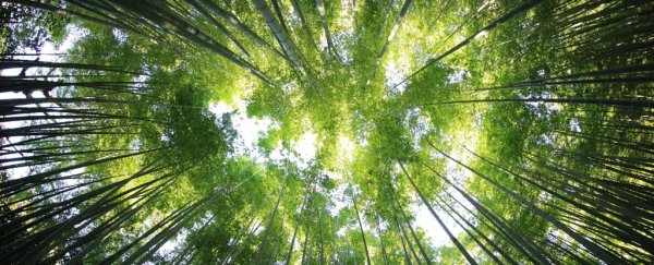 Planet Earth contains over 9,000 tree species yet to be discovered, scientists say