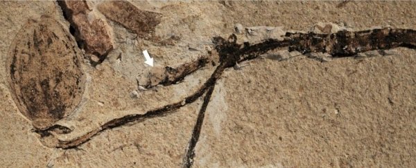 A newly discovered fossil could be the answer to Darwin's 'abominable' mystery