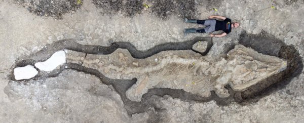 Giant 'sea dragon' unearthed from mud is the largest ever found in the UK