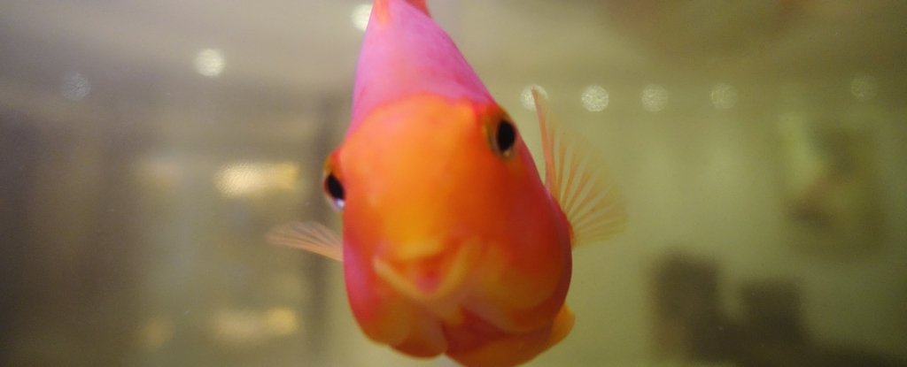 Scientists Taught a Goldfish How to Drive Its Tank Around, And It's Adorable