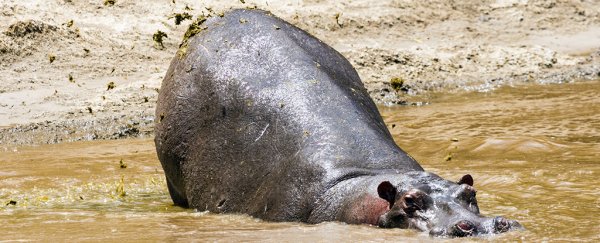 Hippos will aggressively spray poop at the mere sound of a stranger's wheeze honk