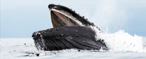 A humpback whale