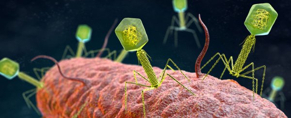 Special phage therapy clears a patient's resistant infection after 798 days