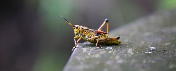 Pavlovian Experiments on Locusts Provide New Clues on How Smell Works in the Brain
