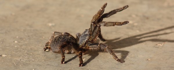 How the venom of the king baboon spider could help us better understand chronic pain