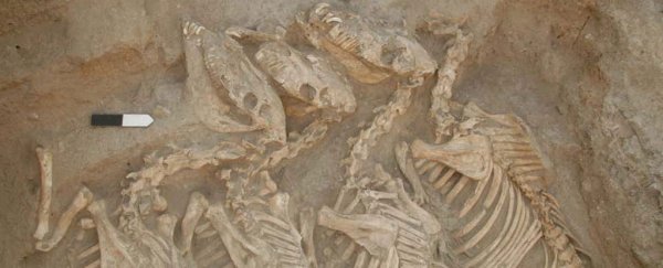 These ancient 'war donkeys' were likely the 1st human-bred hybrid animals