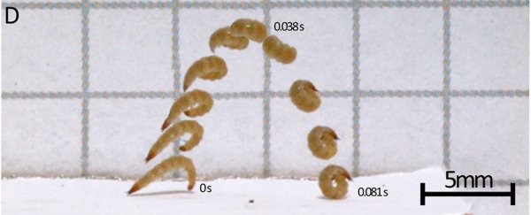 Beetle larvae on US university campus found to jump in a completely unknown way