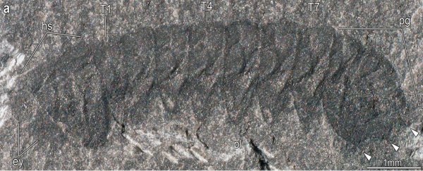 Teeny tiny 500-million-year-old fossils could help explain the evolution of spiders