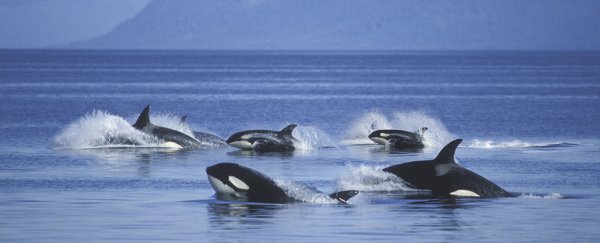 Orcas documented killing blue whales and eating their tongues in a world first