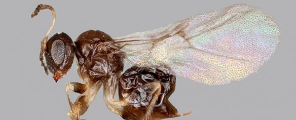 Scientists spent 4 years identifying a new wasp that only leaves its home for 2 days