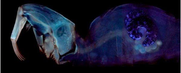 Scientists solve the century-old mystery of why this special insect can float in water
