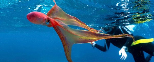 'Once-in-a-lifetime encounter' with rare octopus filmed at Great Barrier Reef