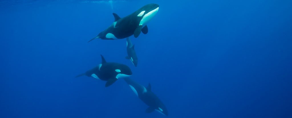 Watch an Orca Pod Free a Humpback Whale From a Coil of Rope, Possibly Saving Its..