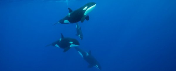 Watch an orca pod free a humpback whale from a coil of rope, possibly saving its life