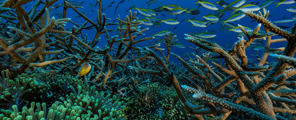 A 'Pristine' Reef of Rose-Shaped Corals Was Just Found Off The Coast of Tahiti