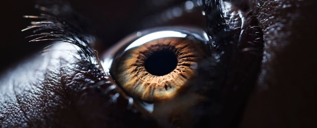 Something in Your Eyes May Reveal if You're at Risk of Early Death, Study Shows