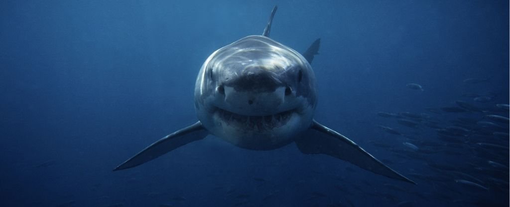 What Is The 'Lunar Effect,' And What Does It Have to Do With Shark Attacks?