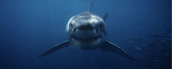 What is the 'lunar effect,' and what does it have to do with shark attacks?