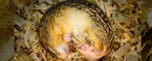 How gut microbe symbiosis helps squirrels keep their muscles during hibernation