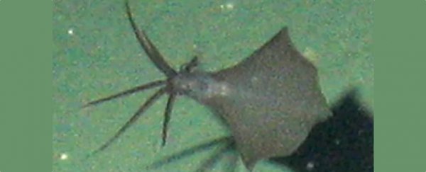 World's deepest squid discovered at staggering depth under the sea