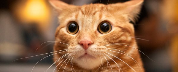 Study confirms suspicions that cat brains are smaller than they used to be