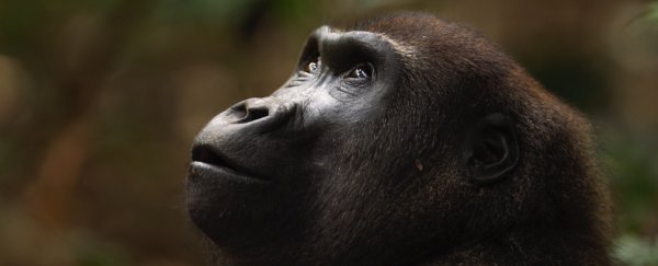 Sucking DNA out of the sky could help us to identify and save endangered species