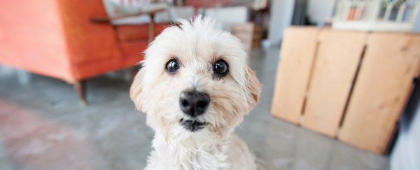 Being a super-friendly dog has one potential drawback, study finds