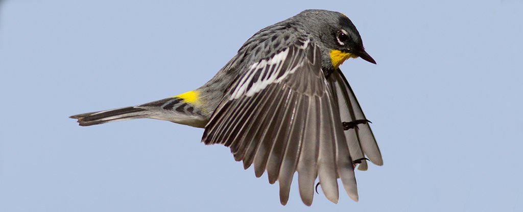 Birds use Earth's magnetic field for 'stop signs' when they migrate