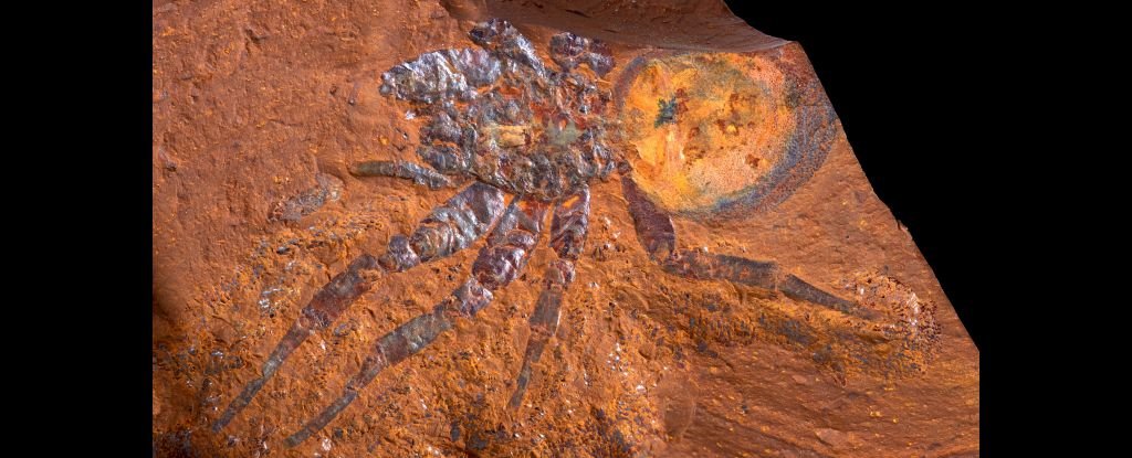 Um fóssil de aranha de alçapão “gigante” foi encontrado na Austrália, e tudo que você precisa fazer é dar uma olhada nele!  Alerta científico